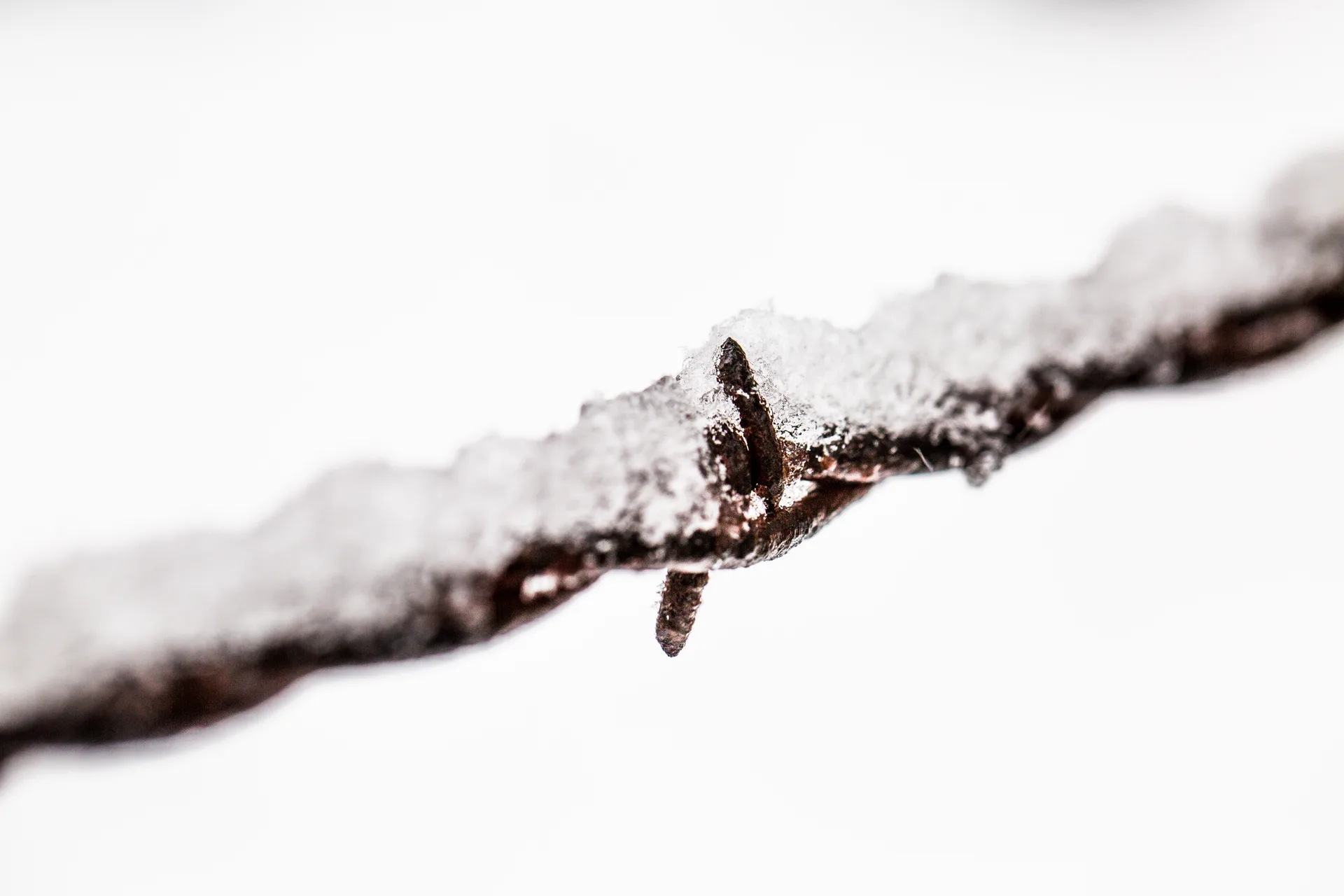 A close study of a single strand of rusted barbed wire carrying a ridge of fresh snow along its length, one barb catching the light, against a plain white background.