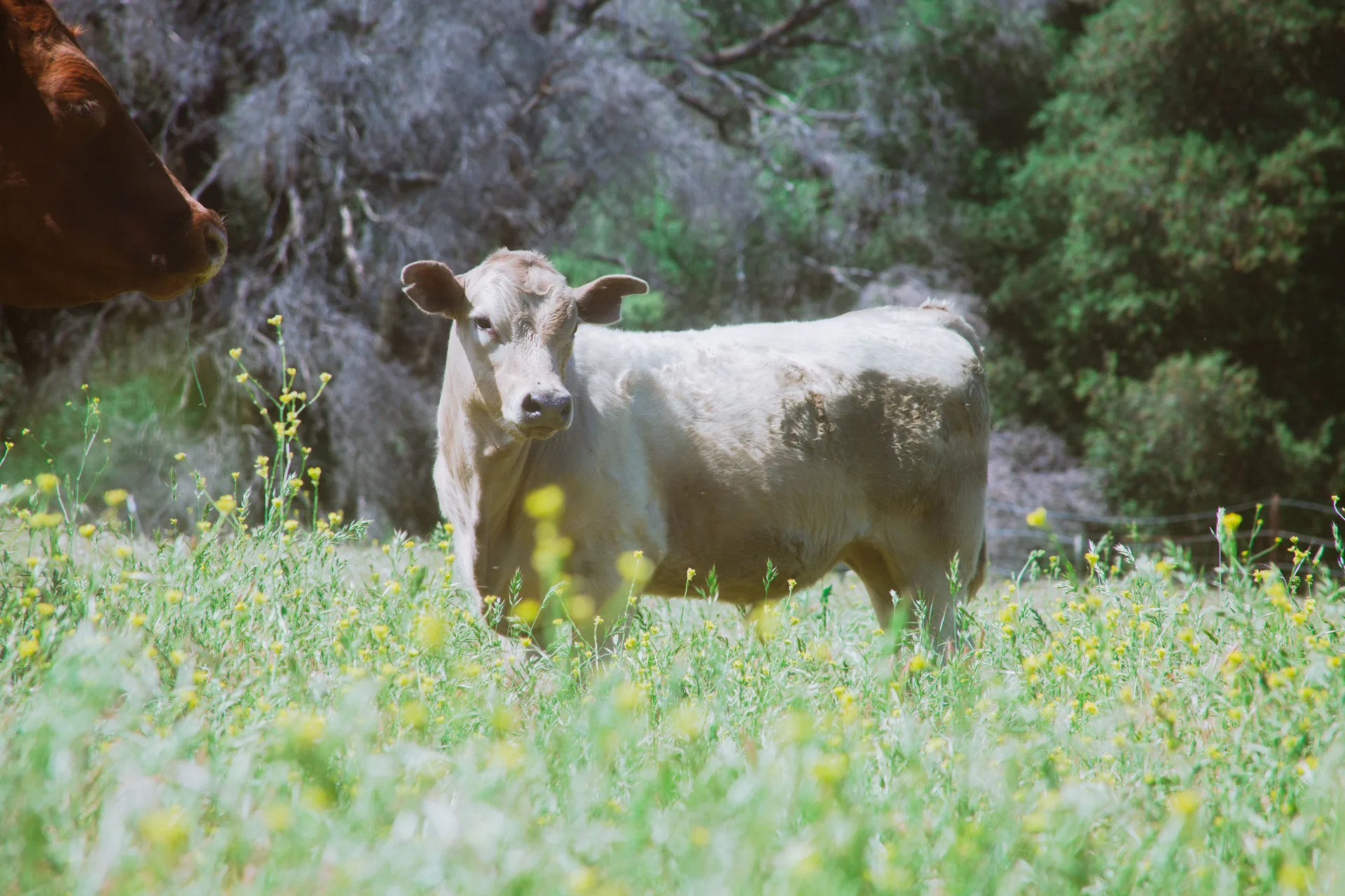 A pale Charolais cow stands broadside in knee-deep grass and yellow flowers, looking toward the camera, with the muzzle of a red cow entering the frame at left and a wire fence behind.