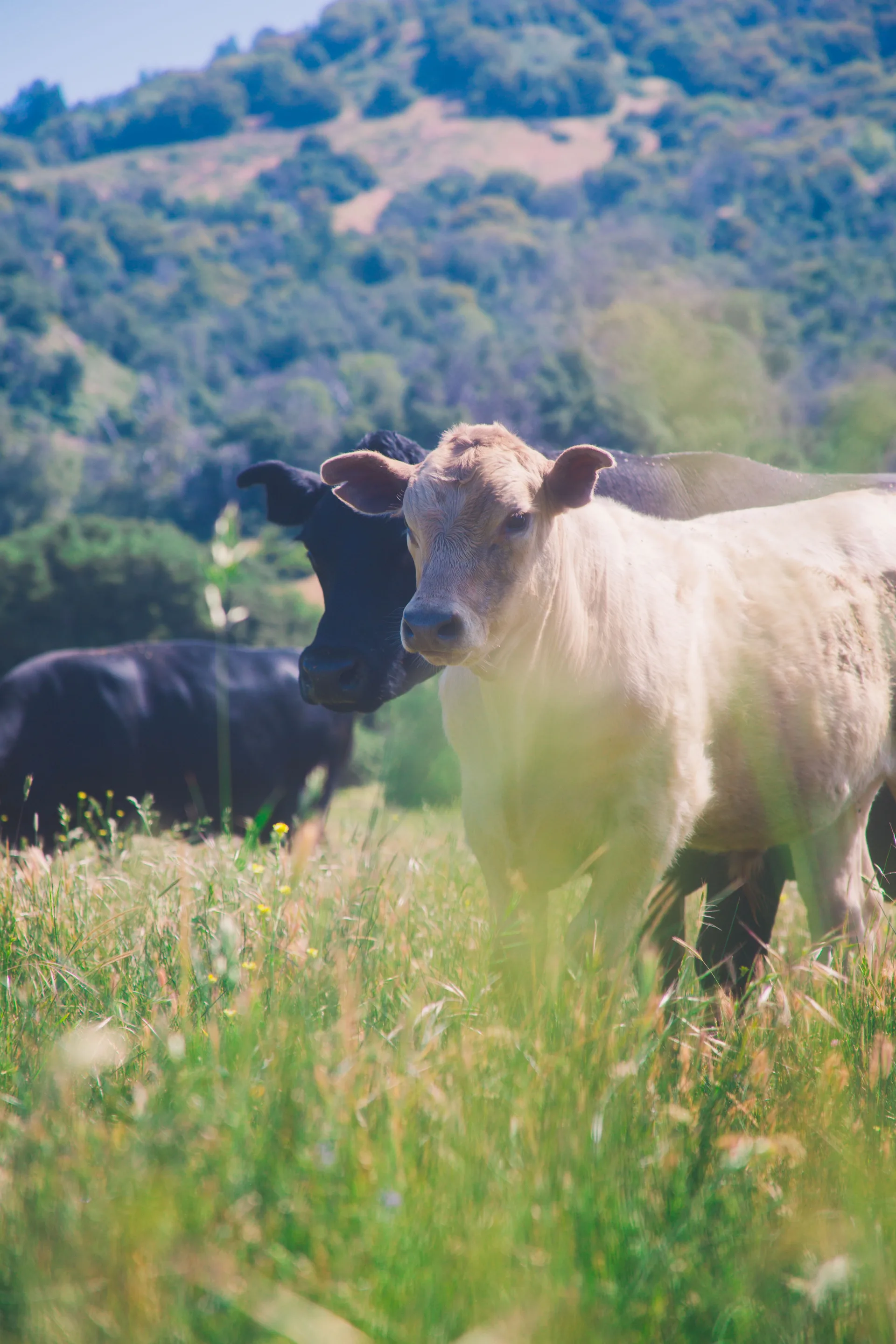 A pale calf and a black calf stand shoulder to shoulder in tall spring grass, both looking at the camera, with oak-covered green hills rising behind them.