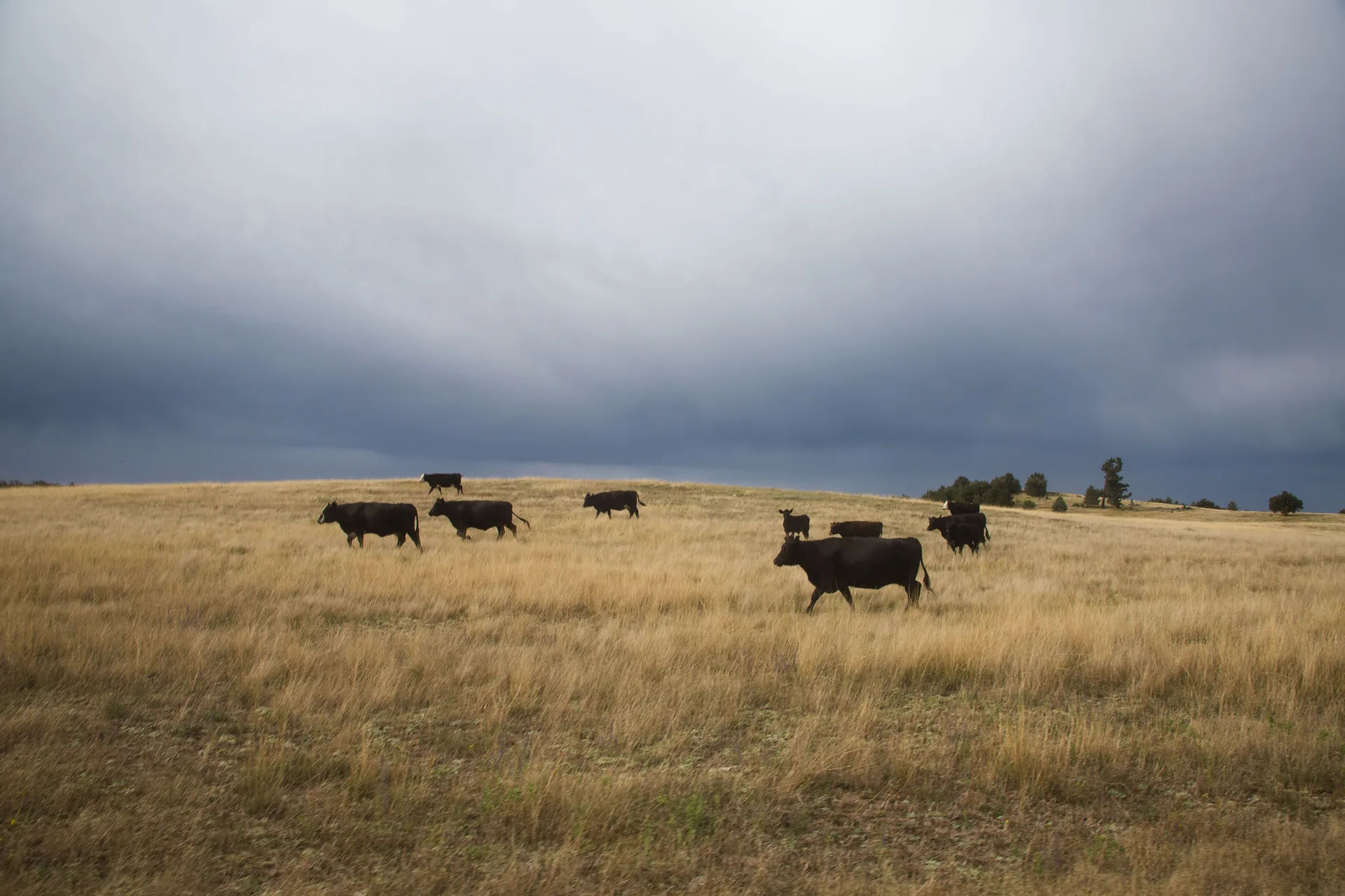 Black cattle walk in a loose line across open golden grassland under a low grey overcast, a dark cloud base running level across the whole horizon.