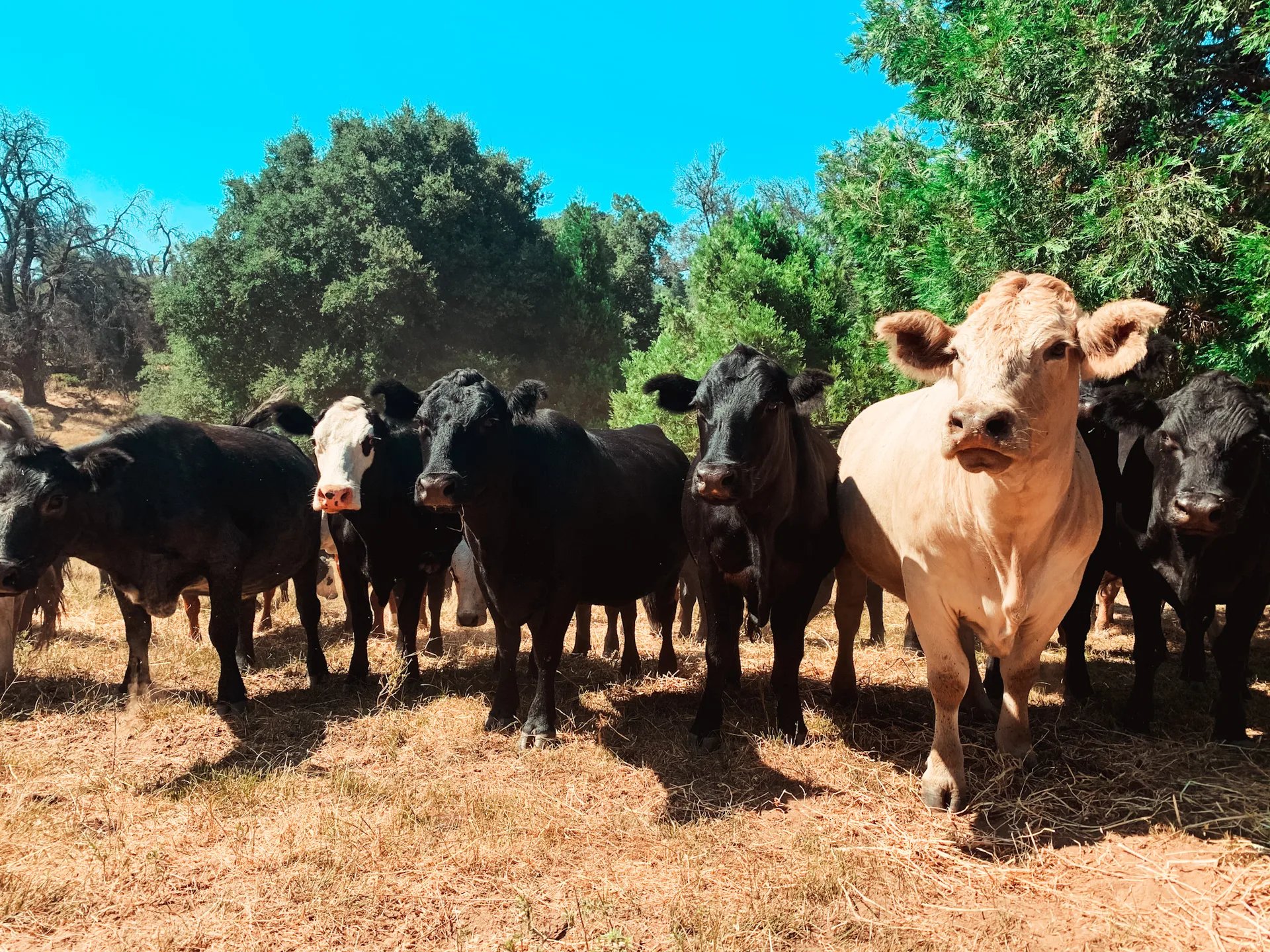 A close group of black cattle and one pale Charolais crowd together on bare dry ground in the shade of oaks and cedars, several looking directly at the camera under a hard blue sky.