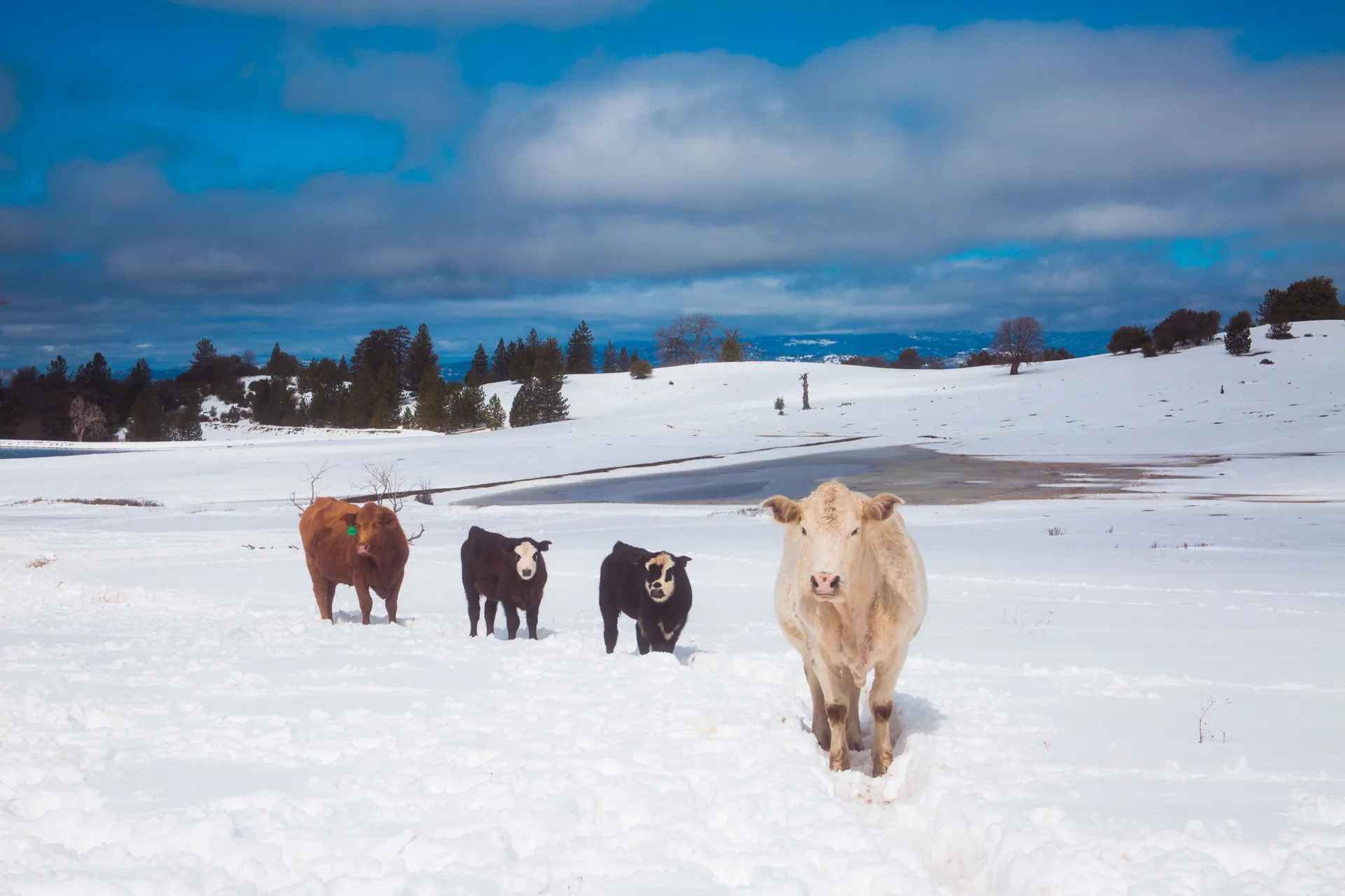 Four cattle — a red cow, two black-and-white-faced calves and a pale Charolais — stand in deep snow on an open pasture, with snow-covered hills, pines and a partly frozen pond behind them under a blue sky and heavy clouds.