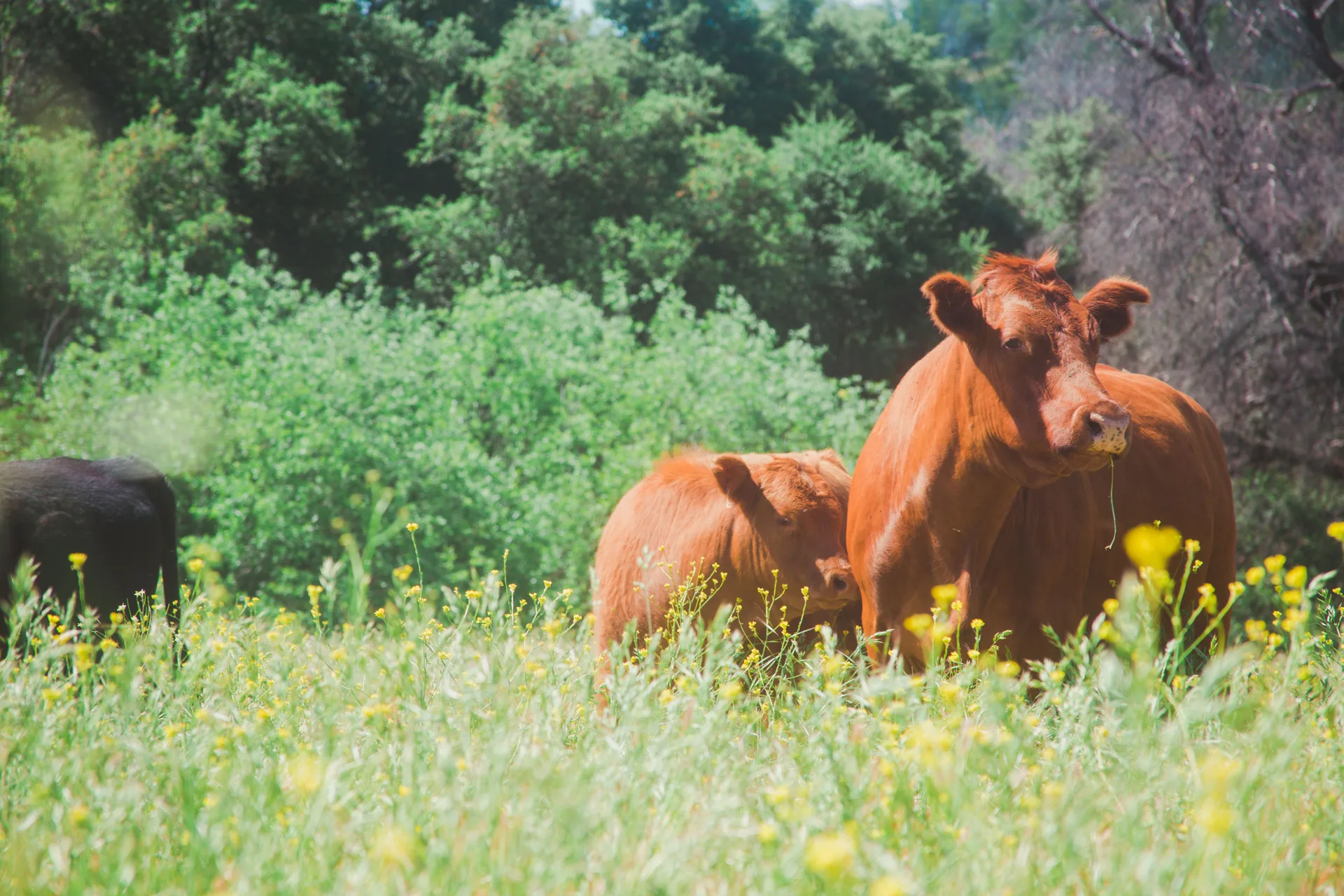A red cow and her calf stand together in tall grass and yellow mustard flowers, oak brush filling the background, a black animal just visible at the frame's edge.