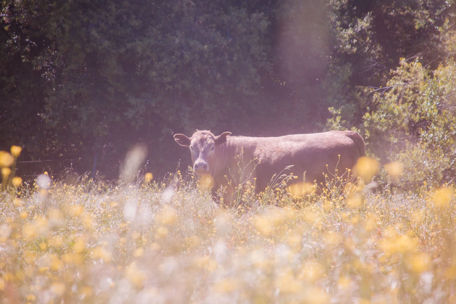 A tan cow stands at the edge of shade, backlit by low sun, seen through a hazy foreground of yellow flowers and dry grass stems.