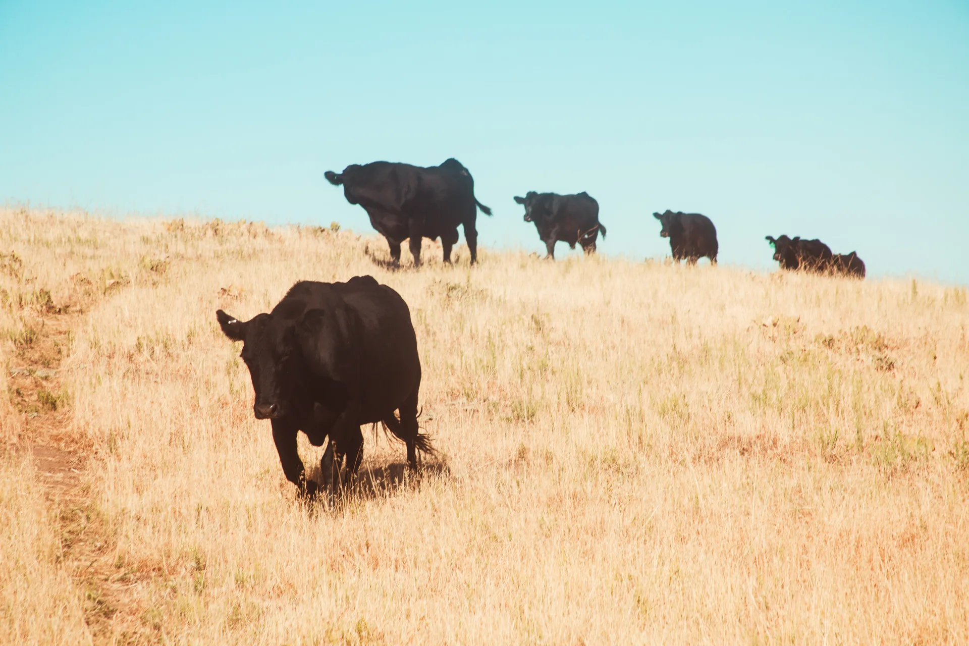 A black cow walks downhill toward the camera through dry golden grass while four more graze along the ridgeline above her against a clear pale sky.