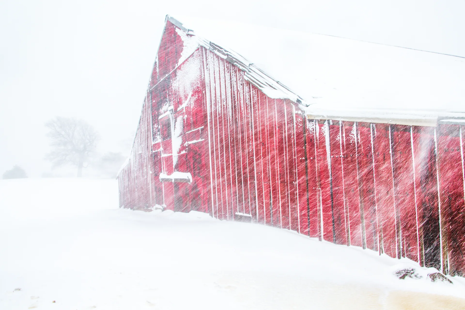 A red board-and-batten barn seen through driving snow, its roof and lower walls banked with drift, a bare tree just visible in the whiteout beyond.