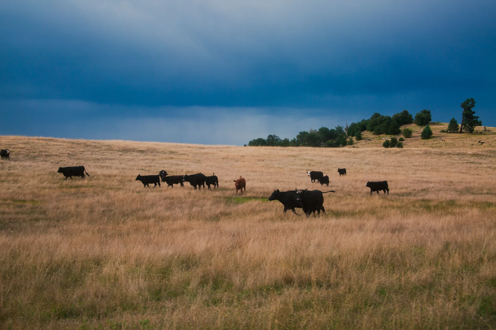 A scattered herd of black cattle and one red animal grazes across a wide sweep of dry golden grass beneath a dark blue-grey storm front, with a timbered rise at right.